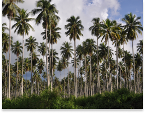 Palm Trees