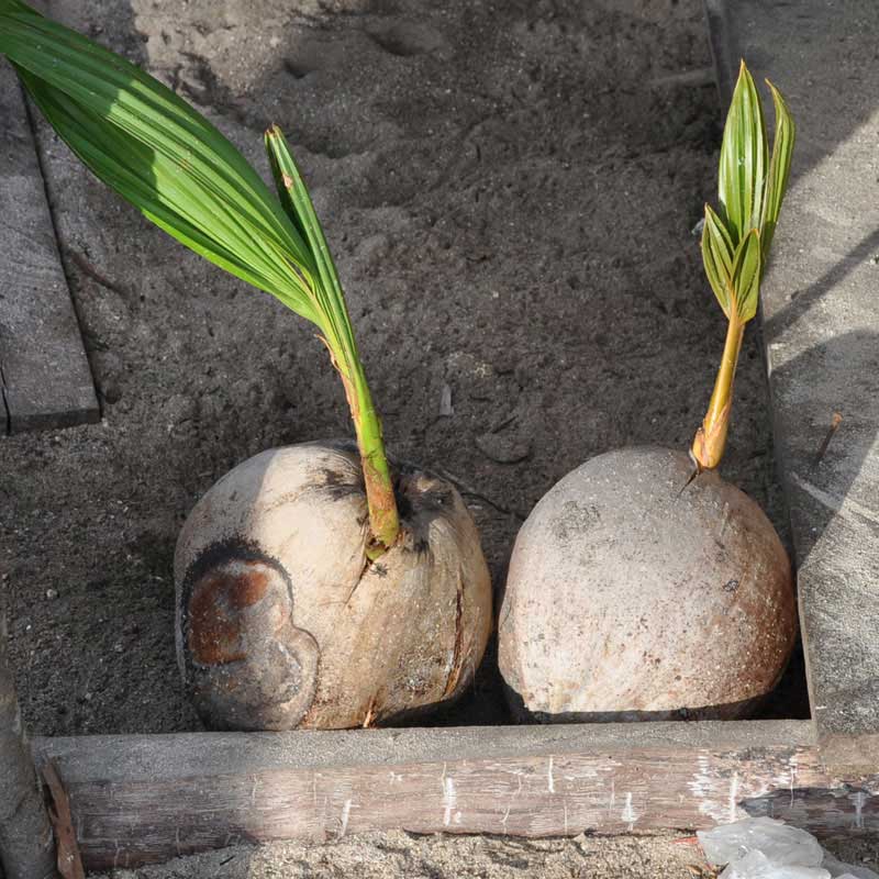 Palm Wood Production Cycle